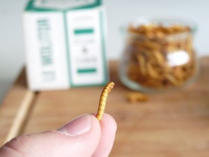 Manger des insectes comestibles KurioCity